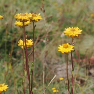 Xerochrysum subundulatum at Namadgi National Park - 11 Mar 2024