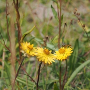 Xerochrysum subundulatum at Namadgi National Park - 11 Mar 2024