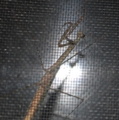 Archimantis sp. (genus) (Large Brown Mantis) at Currowan, NSW - 31 Mar 2024 by UserCqoIFqhZ