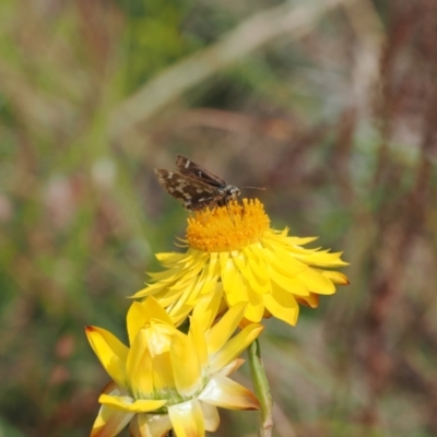 Atkinsia dominula (Two-brand grass-skipper) at Namadgi National Park - 11 Mar 2024 by RAllen