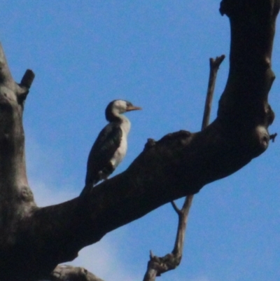 Microcarbo melanoleucos (Little Pied Cormorant) at Currowan, NSW - 6 Apr 2024 by UserCqoIFqhZ