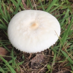 Unidentified Cap on a stem; gills below cap [mushrooms or mushroom-like] at Currowan, NSW - 6 Apr 2024 by UserCqoIFqhZ