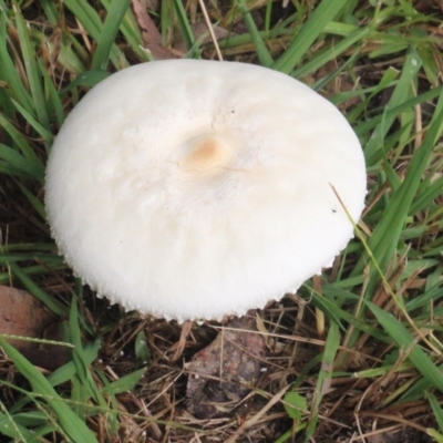 Unidentified Cap on a stem; gills below cap [mushrooms or mushroom-like] at Currowan, NSW - 6 Apr 2024 by UserCqoIFqhZ