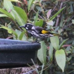 Phylidonyris novaehollandiae (New Holland Honeyeater) at Currowan, NSW - 25 Feb 2024 by UserCqoIFqhZ