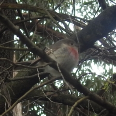 Petroica rosea (Rose Robin) at Acton, ACT - 9 Apr 2024 by HelenCross