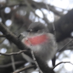 Petroica rosea at ANBG - 9 Apr 2024 04:22 PM