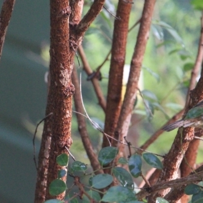 Sericornis frontalis (White-browed Scrubwren) at Currowan, NSW - 2 Mar 2024 by UserCqoIFqhZ