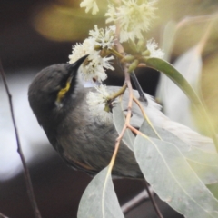 Caligavis chrysops (Yellow-faced Honeyeater) at Acton, ACT - 9 Apr 2024 by HelenCross