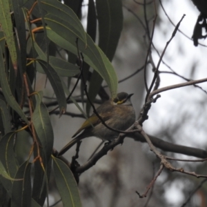 Caligavis chrysops at ANBG - 9 Apr 2024