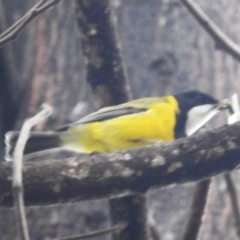 Pachycephala pectoralis (Golden Whistler) at Acton, ACT - 9 Apr 2024 by HelenCross