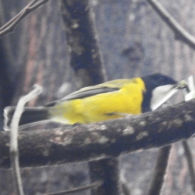 Pachycephala pectoralis (Golden Whistler) at Acton, ACT - 9 Apr 2024 by HelenCross