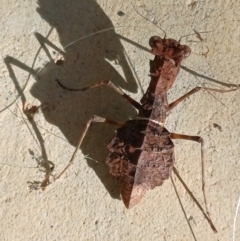 Paraoxypilus tasmaniensis (Black bark mantis or Boxing mantis) at Wollogorang, NSW - 15 May 2023 by roblance