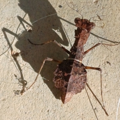 Paraoxypilus tasmaniensis (Black bark mantis or Boxing mantis) at Goulburn Mulwaree Council - 16 May 2023 by roblance