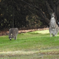 Macropus giganteus (Eastern Grey Kangaroo) at Acton, ACT - 9 Apr 2024 by HelenCross