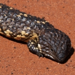 Tiliqua rugosa (Shingleback Lizard) at Charleville, QLD - 30 Sep 2020 by Petesteamer