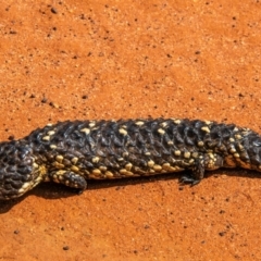 Tiliqua rugosa aspera at suppressed - 30 Sep 2020 11:20 AM