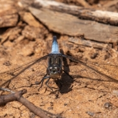 Orthetrum caledonicum (Blue Skimmer) at Charleville, QLD - 30 Sep 2020 by Petesteamer