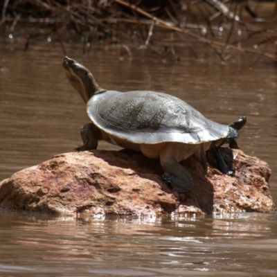 Unidentified Turtle at Charleville, QLD - 30 Sep 2020 by Petesteamer