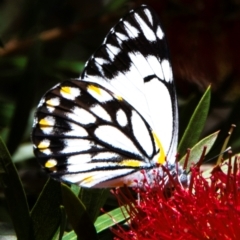 Belenois java (Caper White) at Charleville, QLD - 30 Sep 2020 by Petesteamer