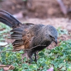 Struthidea cinerea (Apostlebird) at Charleville, QLD - 30 Sep 2020 by Petesteamer