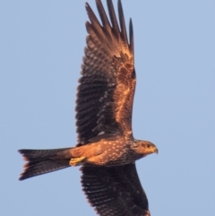 Milvus migrans (Black Kite) at Charleville, QLD - 30 Sep 2020 by Petesteamer