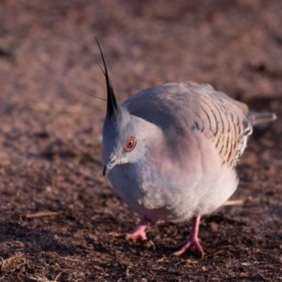 Ocyphaps lophotes (Crested Pigeon) at Charleville, QLD - 30 Sep 2020 by Petesteamer
