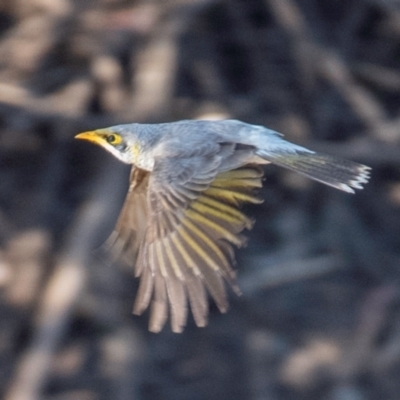 Manorina flavigula (Yellow-throated Miner) at Charleville, QLD - 30 Sep 2020 by Petesteamer