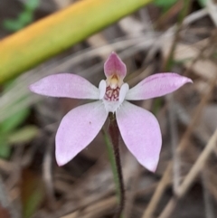 Caladenia fuscata (Dusky Fingers) at Black Mountain - 3 Oct 2023 by Venture