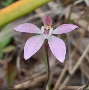 Caladenia fuscata at Black Mountain - suppressed