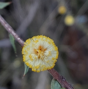 Acacia gunnii at Black Mountain - 2 Sep 2023