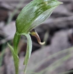 Bunochilus umbrinus (Broad-sepaled Leafy Greenhood) at Black Mountain - 2 Sep 2023 by Venture