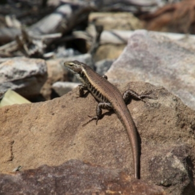 Eulamprus quoyii (Eastern Water Skink) at Wingecarribee Local Government Area - 28 Dec 2023 by JanHartog