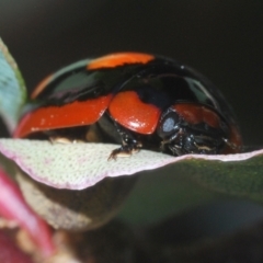 Paropsisterna beata (Blessed Leaf Beetle) at Mount Mugga Mugga - 3 Apr 2024 by Harrisi