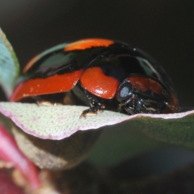 Paropsisterna beata (Blessed Leaf Beetle) at Symonston, ACT - 3 Apr 2024 by Harrisi