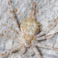 Tamopsis sp. (genus) (Two-tailed spider) at Mount Mugga Mugga - 3 Apr 2024 by Harrisi