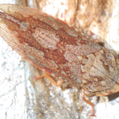 Unidentified Leafhopper or planthopper (Hemiptera, several families) at Symonston, ACT - 3 Apr 2024 by Harrisi