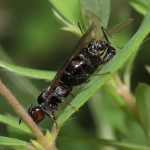 Formicidae (family) at ANBG - 7 Apr 2024