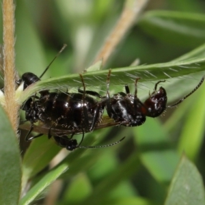 Formicidae (family) at ANBG - 7 Apr 2024