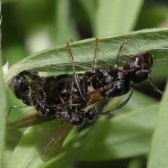 Formicidae (family) at ANBG - 7 Apr 2024