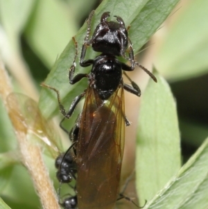 Formicidae (family) at ANBG - 7 Apr 2024