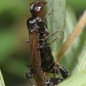 Formicidae (family) at ANBG - 7 Apr 2024