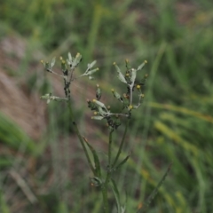 Senecio campylocarpus at Namadgi National Park - 11 Mar 2024 by RAllen