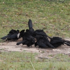 Corcorax melanorhamphos (White-winged Chough) at MTC121: Mt Clear Campground - 11 Mar 2024 by RAllen