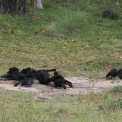 Corcorax melanorhamphos at MTC121: Mt Clear Campground - 11 Mar 2024