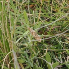 Chrysolarentia (genus) at MTC121: Mt Clear Campground - 11 Mar 2024 by RAllen