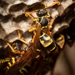 Polistes (Polistes) chinensis (Asian paper wasp) at Strathnairn, ACT - 7 Apr 2024 by Ange