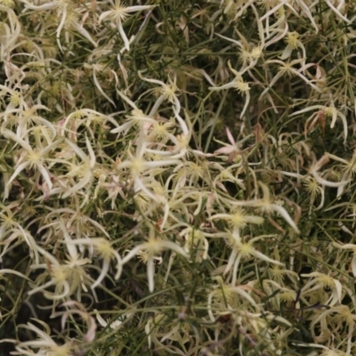 Clematis leptophylla (Small-leaf Clematis, Old Man's Beard) at Lyons, ACT - 25 Sep 2021 by ran452