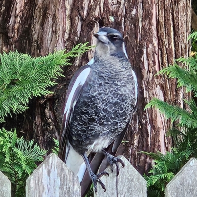 Gymnorhina tibicen (Australian Magpie) at Braidwood, NSW - 9 Apr 2024 by MatthewFrawley