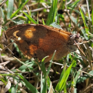 Heteronympha merope at Fyshwick, ACT - 10 Apr 2024 11:16 AM