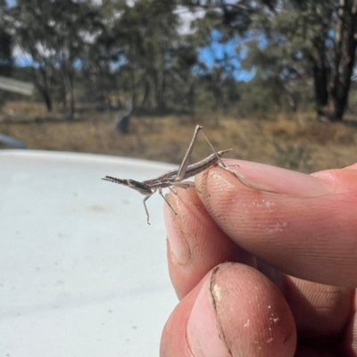 Keyacris scurra (Key's Matchstick Grasshopper) at Williamsdale, NSW - 10 Apr 2024 by samreid007